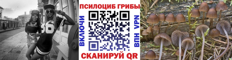 кракен   Томилино  Псилоцибиновые грибы прущие грибы 
